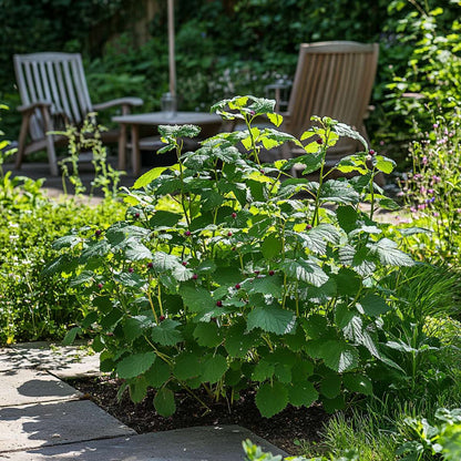 Rubus fruticosus - Set van 2 - Braam