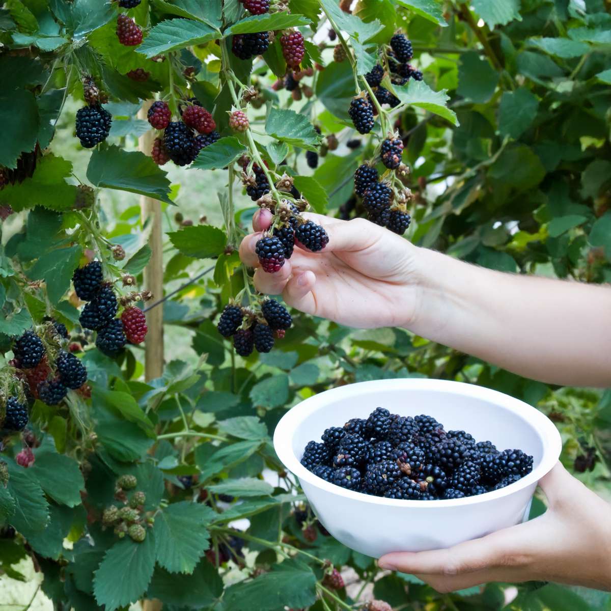 Rubus fruticosus - Set van 4 - Braam
