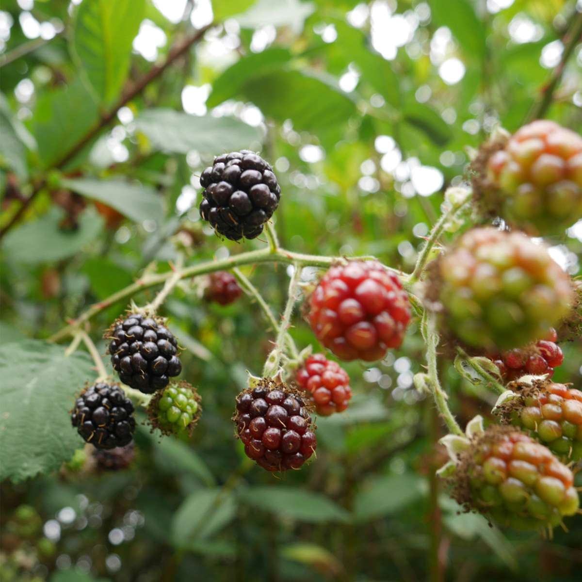 Rubus fruticosus - Set van 4 - Braam