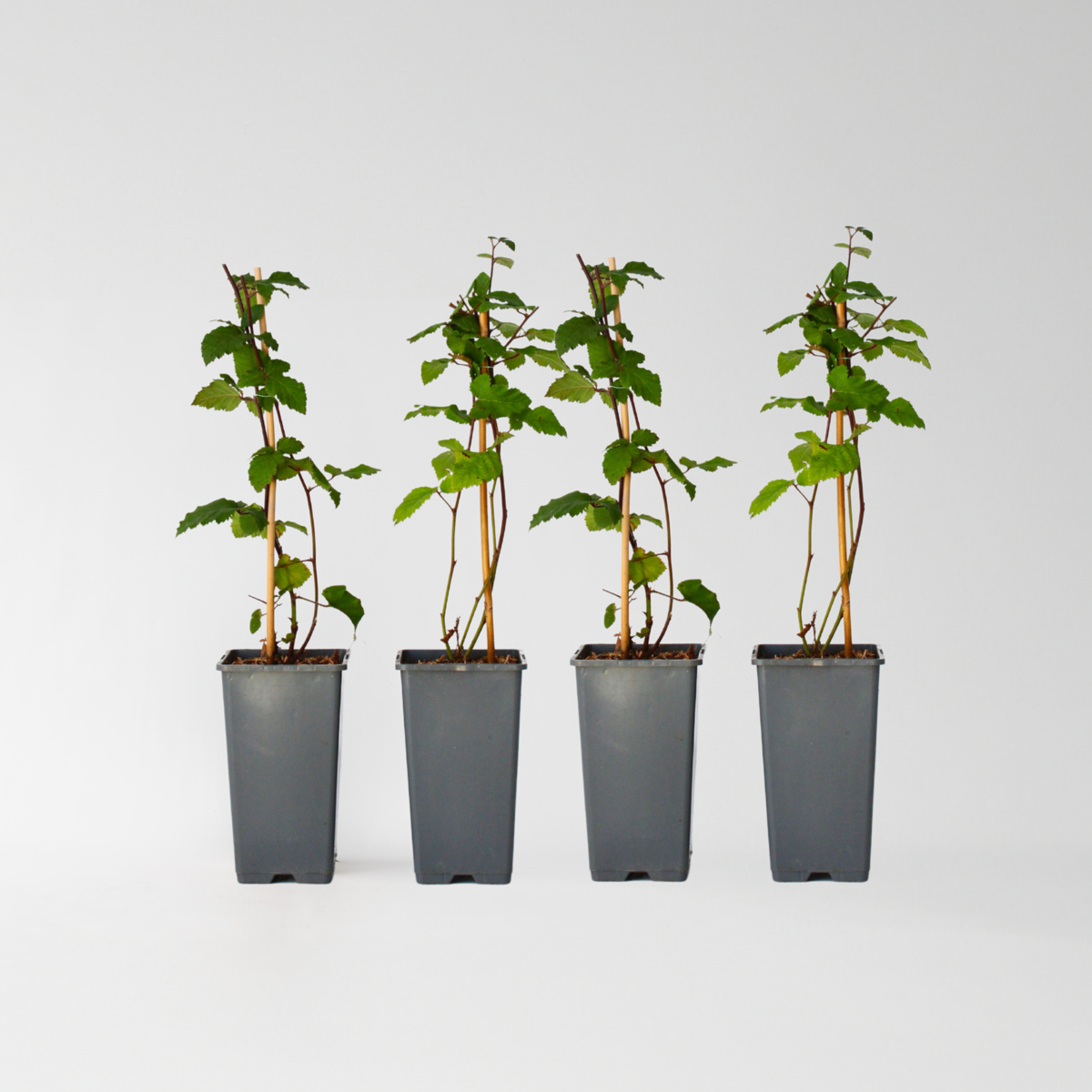 Rubus fruticosus - Set van 4 - Braam