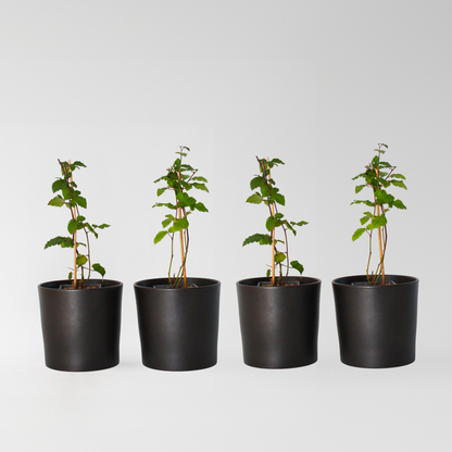 Rubus fruticosus - Set van 4 - Braam