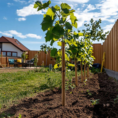 Vitis vinifera ‘Himrod' - Druivenplant