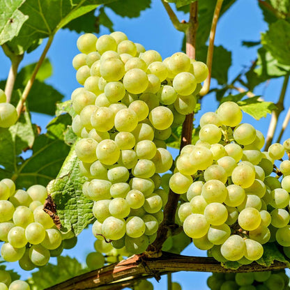 Vitis vinifera ‘Himrod' - Druivenplant