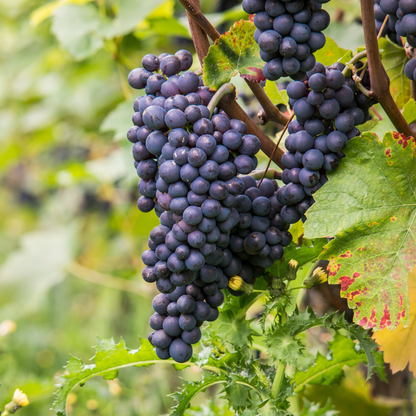 Vitis vinifera ‘Nero' - Druivenplant