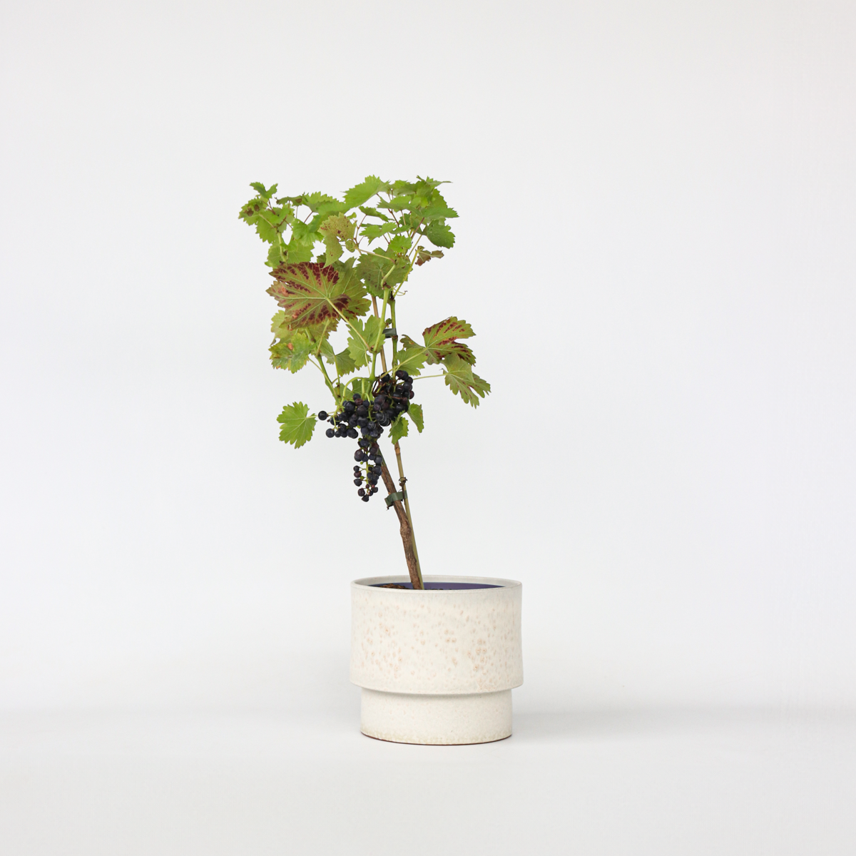 Vitis vinifera ‘Nero' - Druivenplant