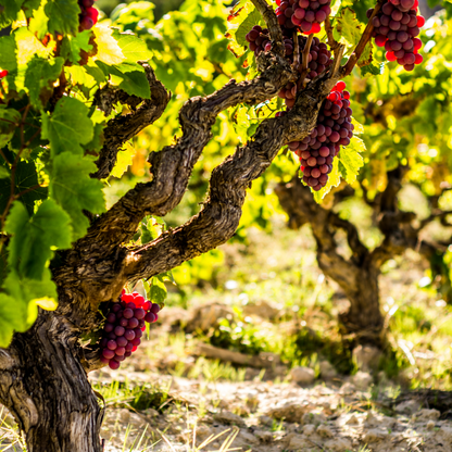 Vitis vinifera ‘Vanessa XL' - Druivenplant