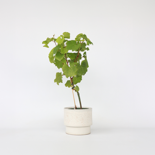 Vitis vinifera ‘Vanessa XL' - Druivenplant