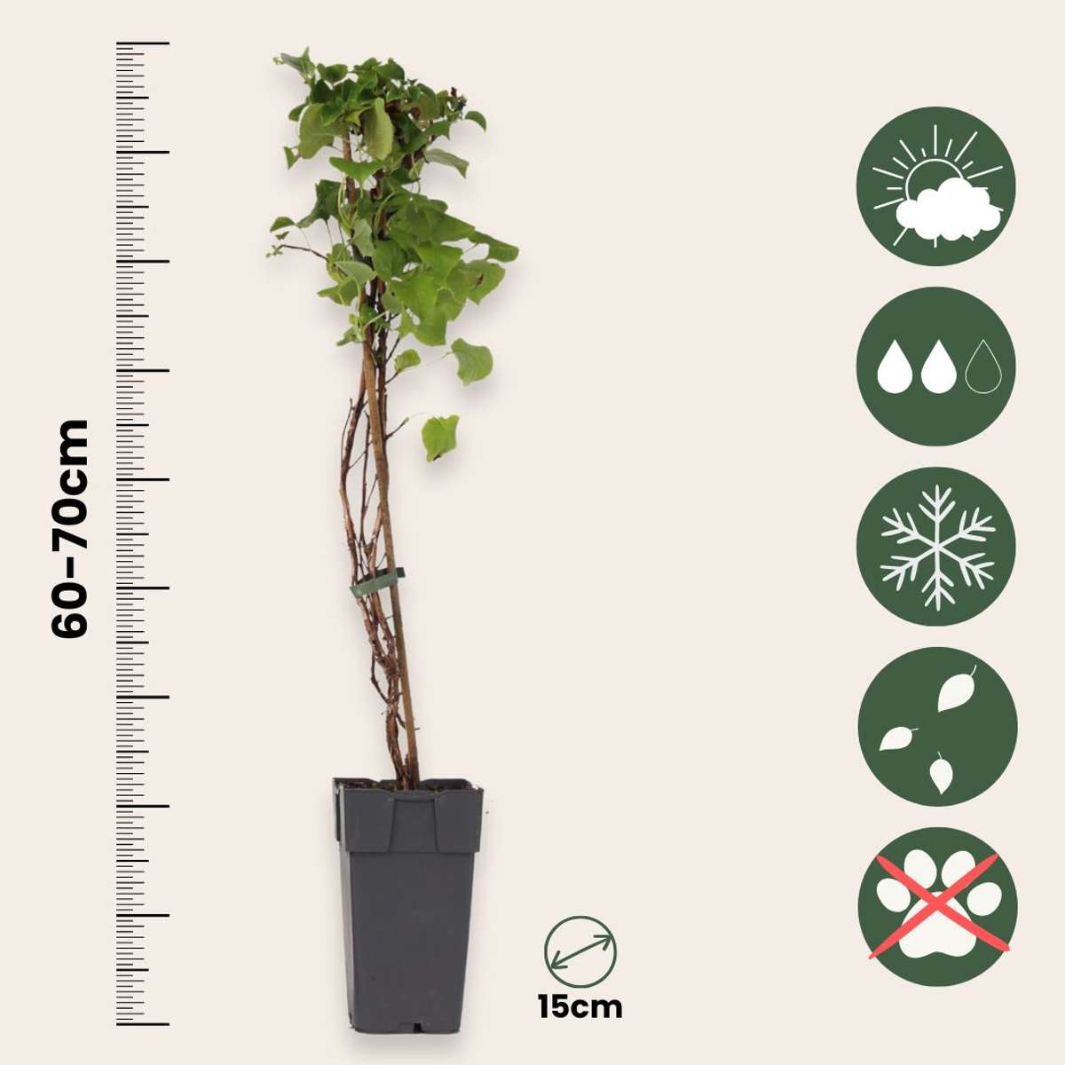 Hydrangea anomala petiolaris - Klimhortensia