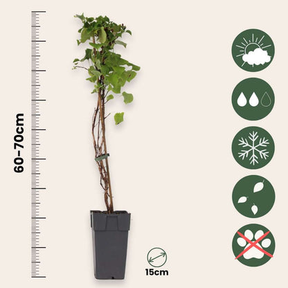 Hydrangea anomala petiolaris - Klimhortensia