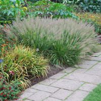 Calamagrostis brachytricha - Diamantgras