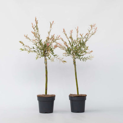 Salix Flamingo - Set van 2 - Bonte wilg