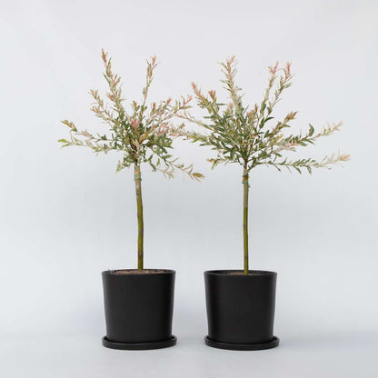 Salix Flamingo - Set van 2 - Bonte wilg