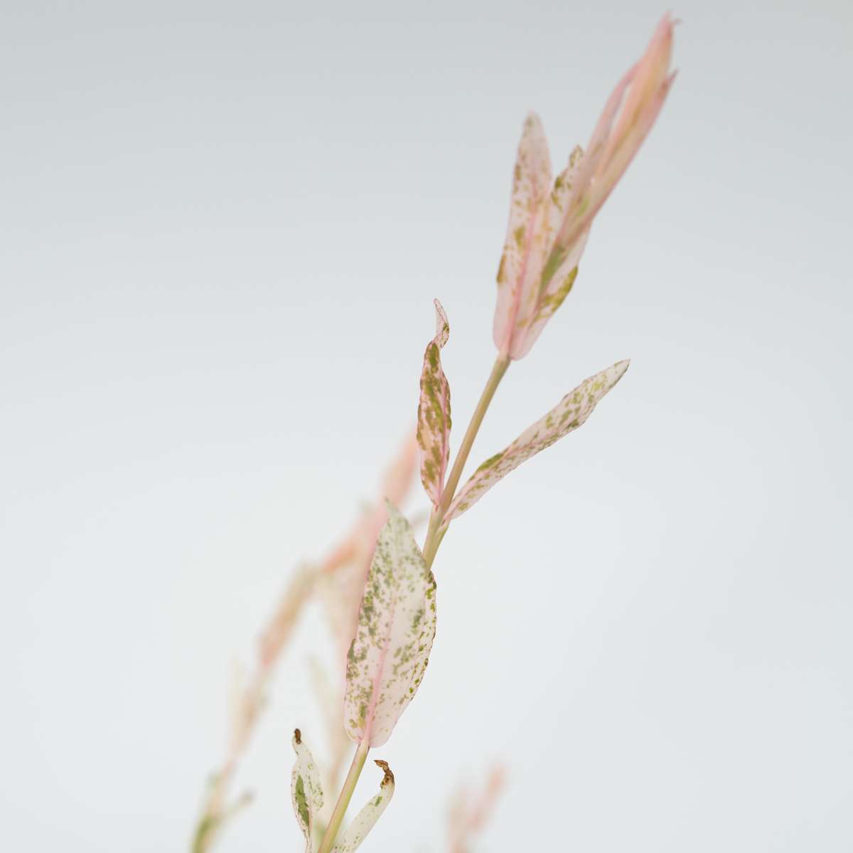 Salix Flamingo - Set van 4 - Bonte wilg