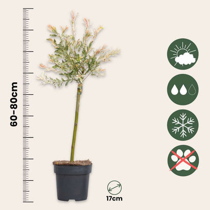 Salix Flamingo - Set van 4 - Bonte wilg