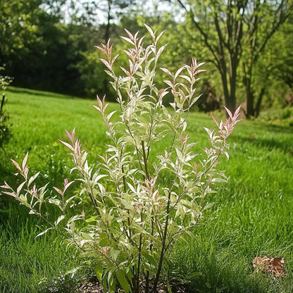 Salix Flamingo - Set van 2 - Bonte wilg