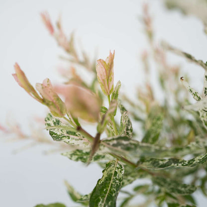 Salix Flamingo - Set van 2 - Bonte wilg