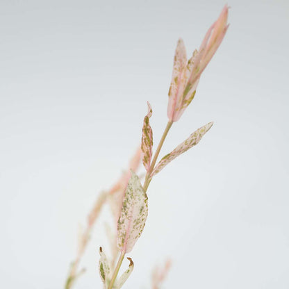 Salix Flamingo - Set van 2 - Bonte wilg