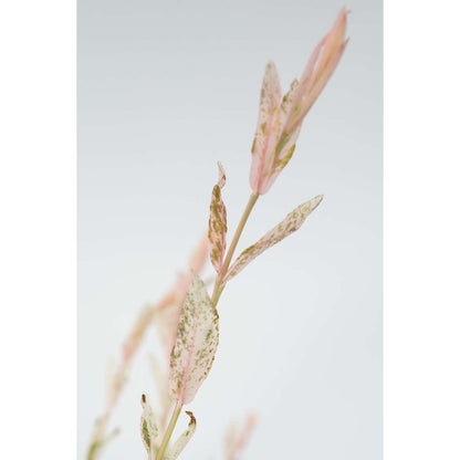 Salix Flamingo - Set van 2 - Bonte wilg