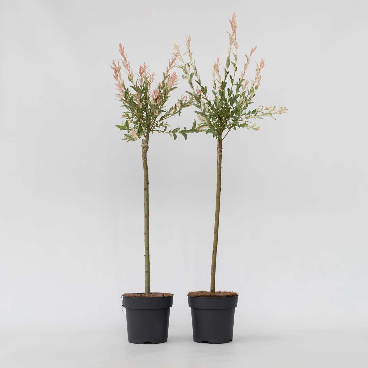 Salix Flamingo - Set van 2 - Bonte wilg