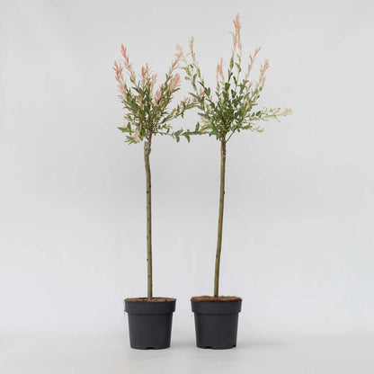Salix Flamingo - Set van 2 - Bonte wilg