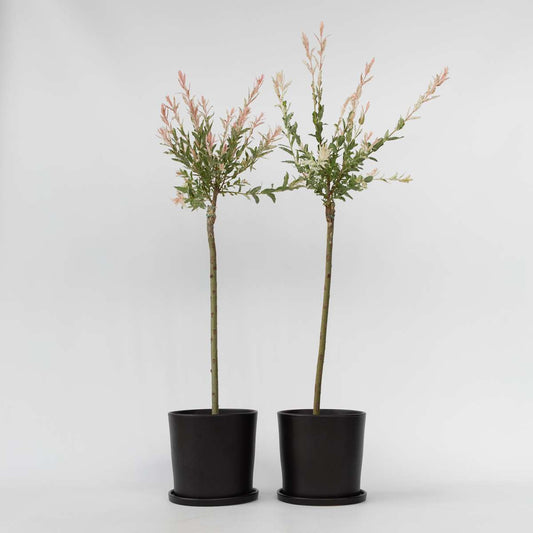 Salix Flamingo - Set van 2 - Bonte wilg