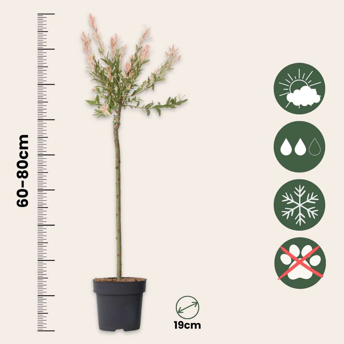 Salix Flamingo - Set van 2 - Bonte wilg