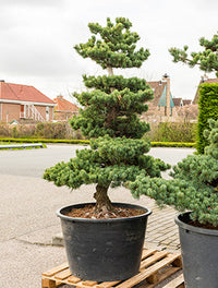 Pinus parviflora