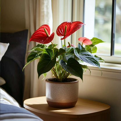 Anthurium 'Royal Champion' - Flamingoplant