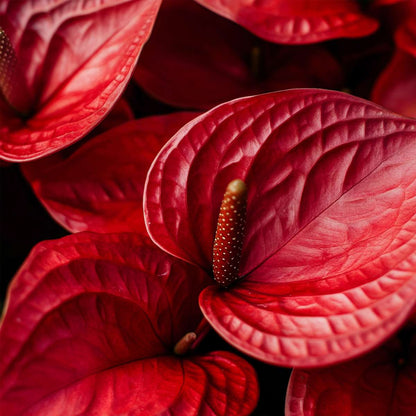 Anthurium 'Royal Champion' - Flamingoplant