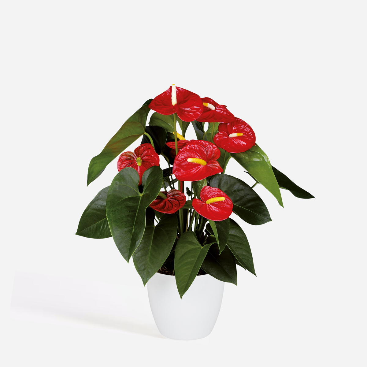 Anthurium 'Royal Champion' - Flamingoplant