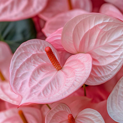 Anthurium 'Sweet Dream' - Flamingoplant