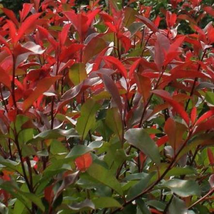 Photinia fraseri 'Red Robin' - Glansmispelhaag