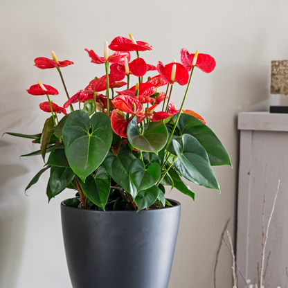 Anthurium 'Madural Red' - Flamingoplant