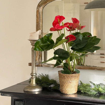 Anthurium 'Madural Red' - Flamingoplant