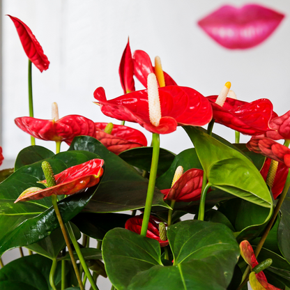Anthurium 'Madural Red' - Flamingoplant