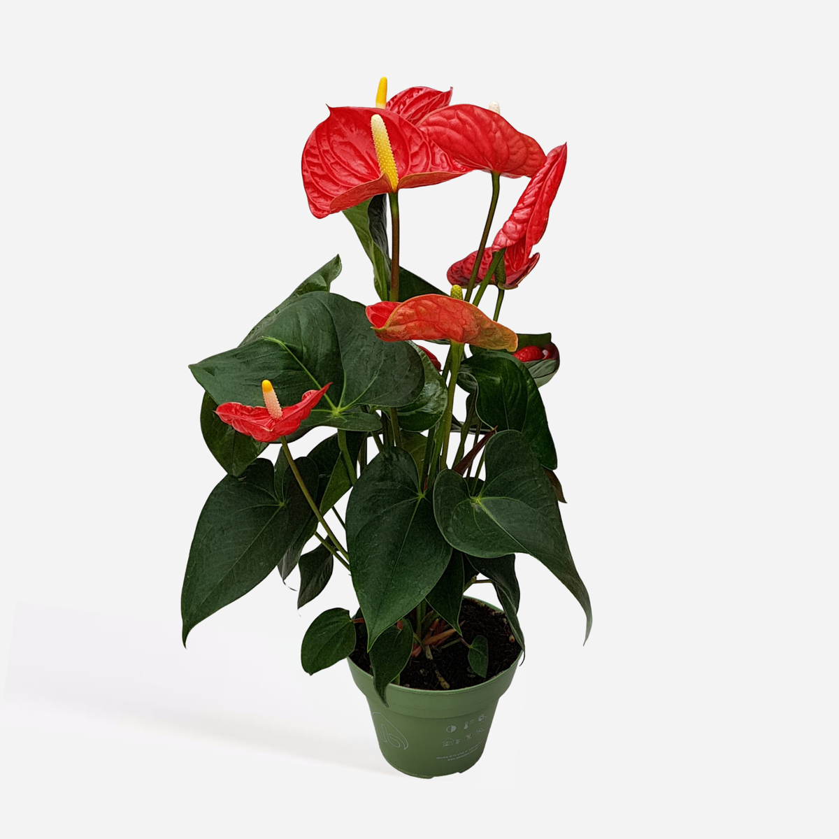 Anthurium 'Madural Red' - Flamingoplant