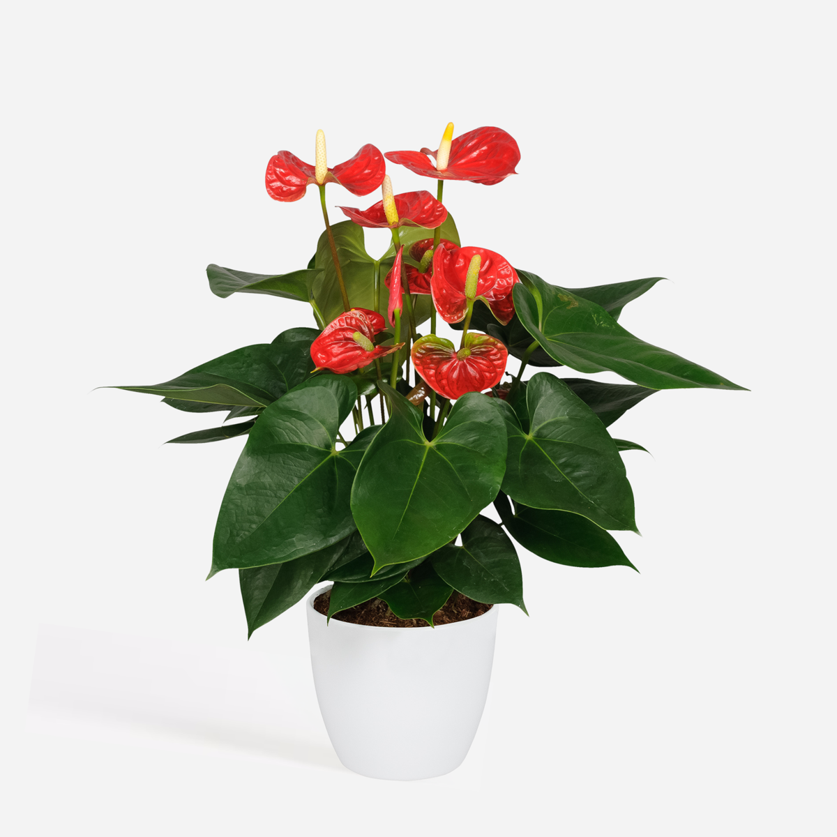 Anthurium 'Madural Red' - Flamingoplant