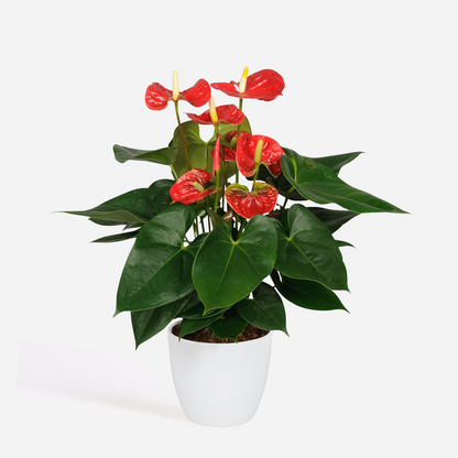 Anthurium 'Madural Red' - Flamingoplant