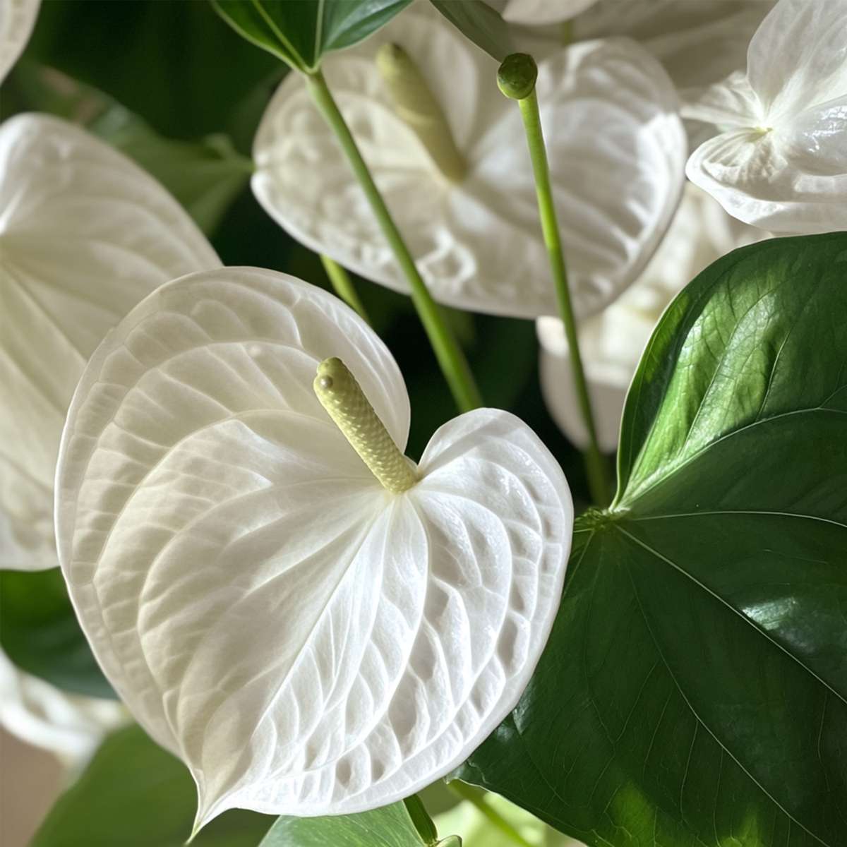 Anthurium 'Alpine White'