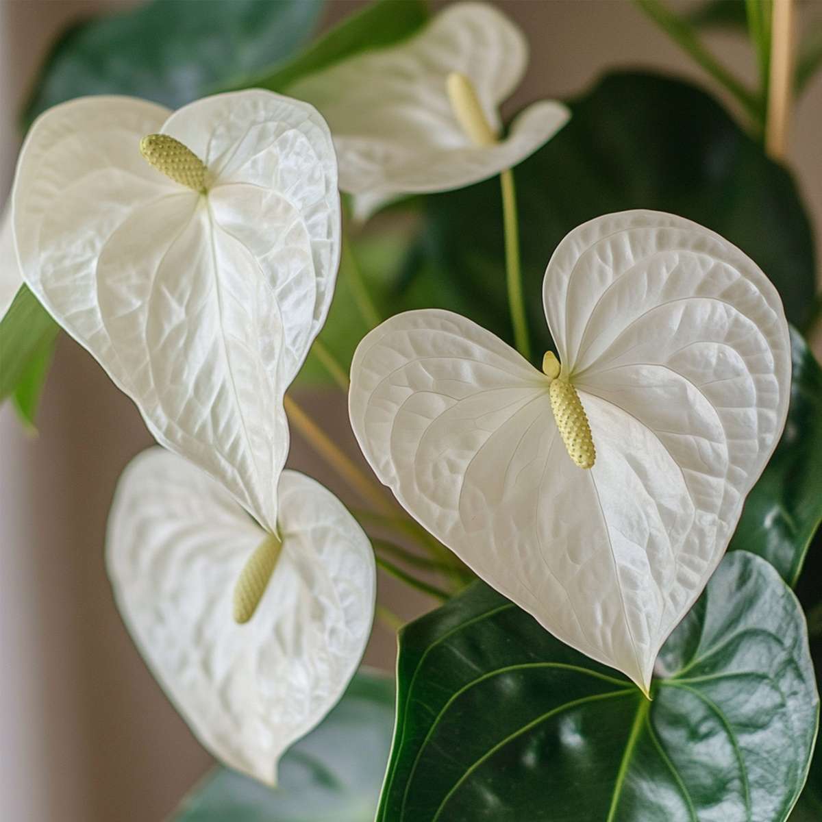 Anthurium 'Alpine White'