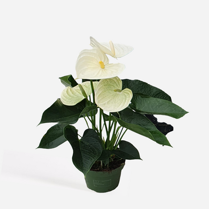 Anthurium 'Alpine White'