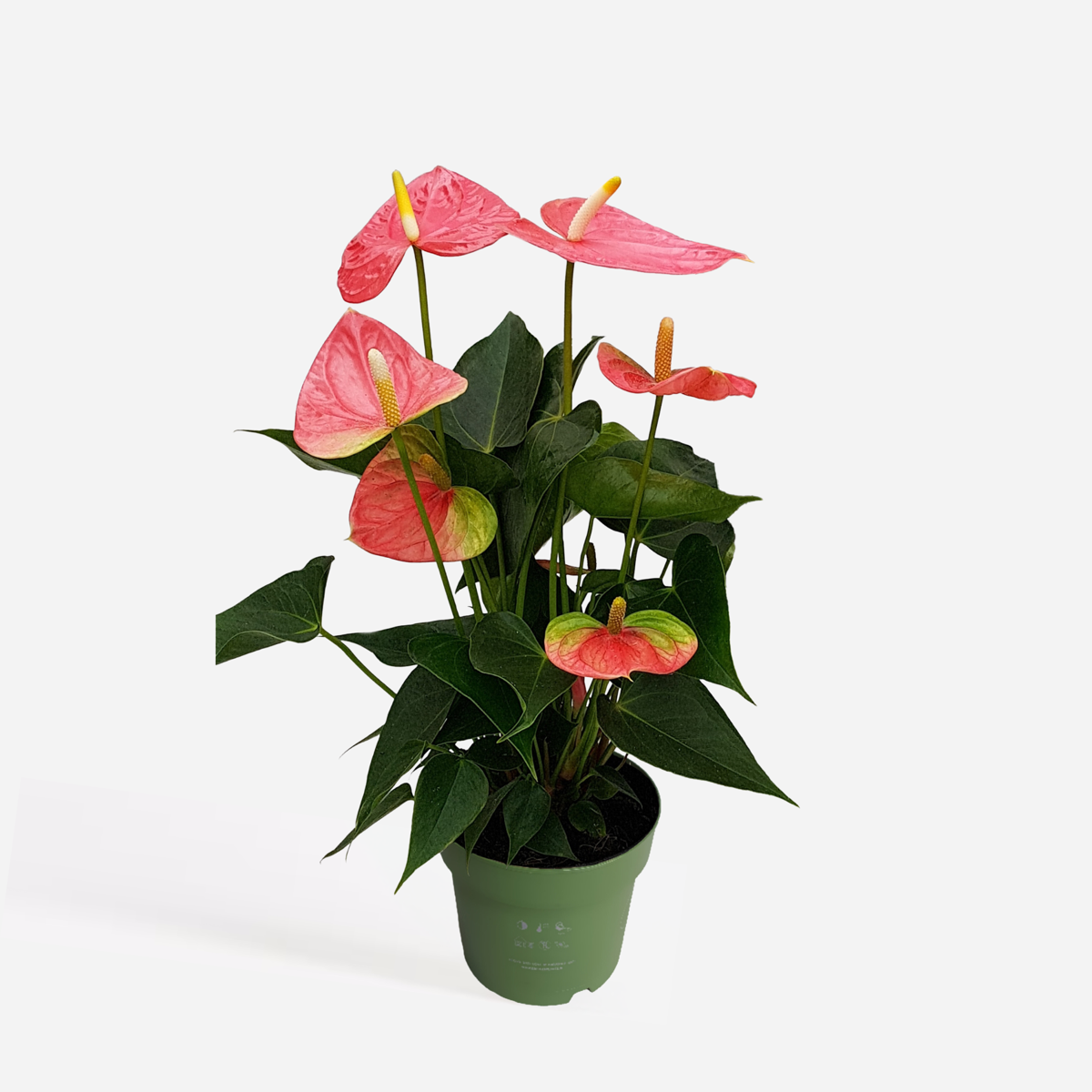 Anthurium 'Colorado Pink' - Flamingoplant