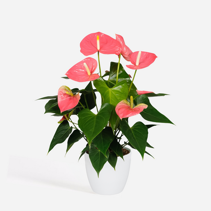 Anthurium 'Colorado Pink' - Flamingoplant