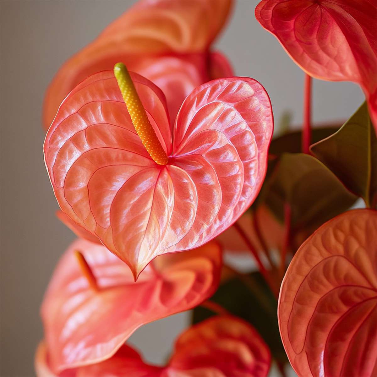 Anthurium 'Madural Orange' - Flamingoplant