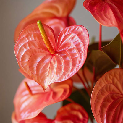 Anthurium 'Madural Orange' - Flamingoplant