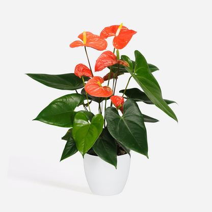 Anthurium 'Madural Orange' - Flamingoplant