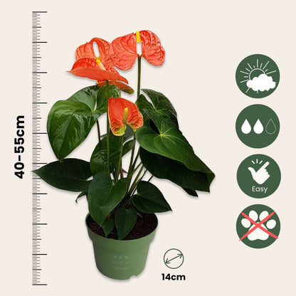 Anthurium 'Madural Orange' - Flamingoplant