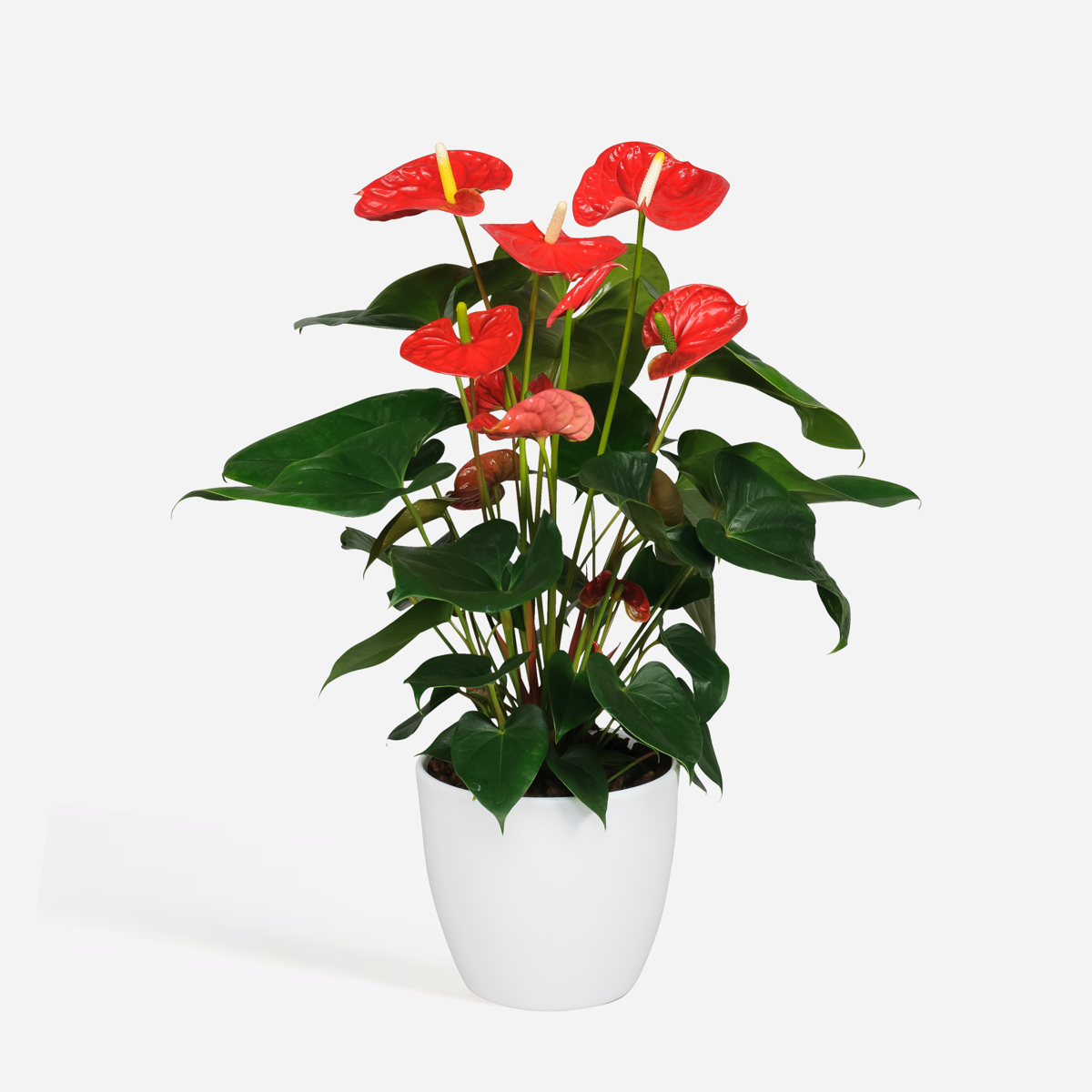 Anthurium 'Madural Red' - Flamingoplant