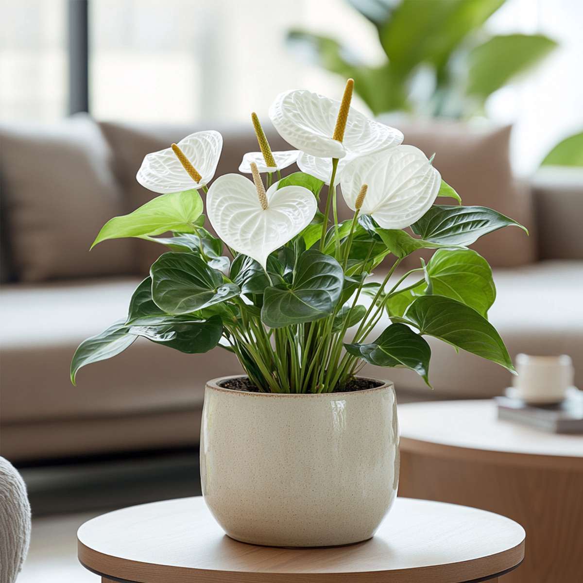 Anthurium 'Alaska White' - Flamingoplant