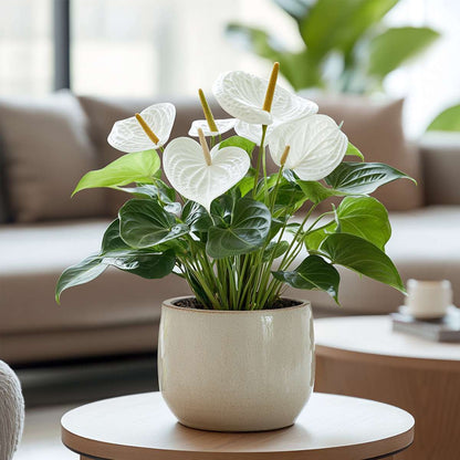 Anthurium 'Alaska White' - Flamingoplant